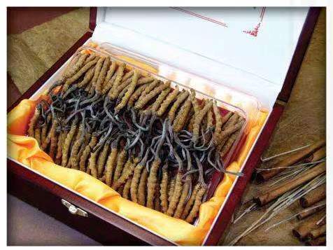 大安镇冬虫夏草回收